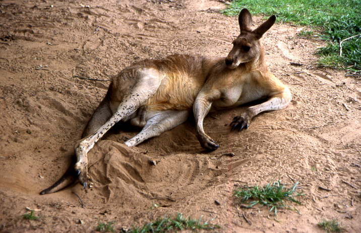 Western Australia